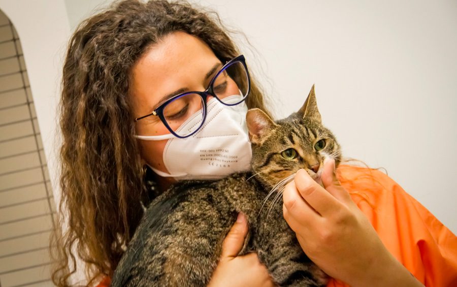 veterinaria con gatto